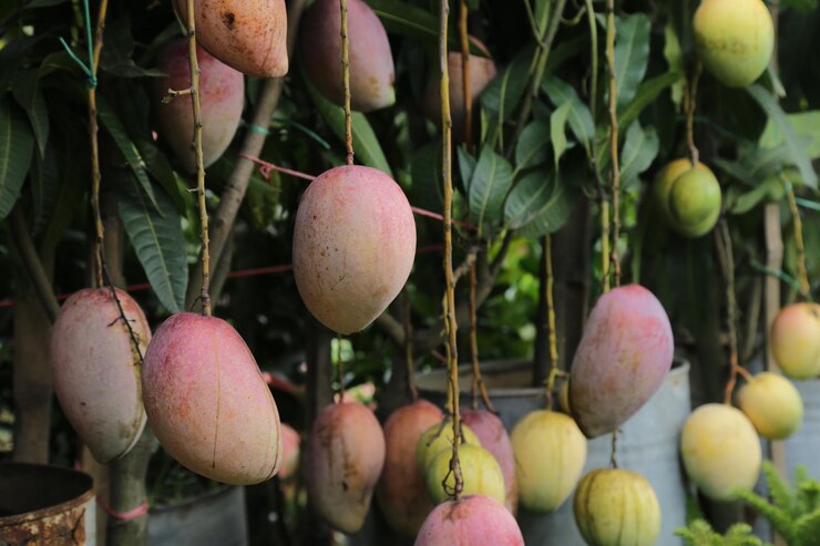 miyazaki mango plant