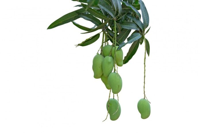 miyazaki mango plant