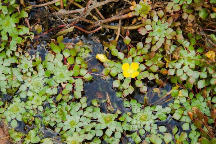 water plants name