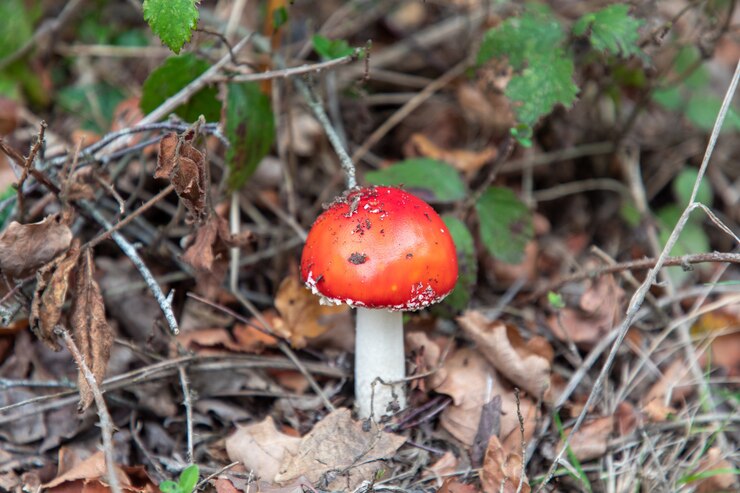 colorado king bolete 2024 news
