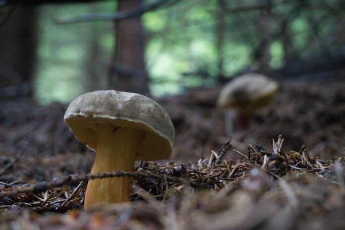 colorado king bolete 2024 news