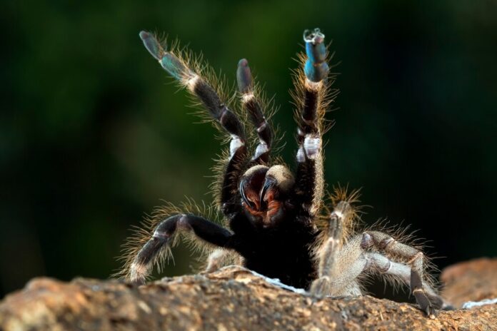 cobalt blue tarantula